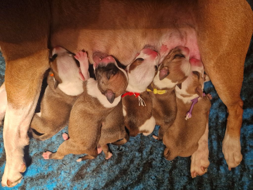 Les chiots de narko et voodoo sont là 
