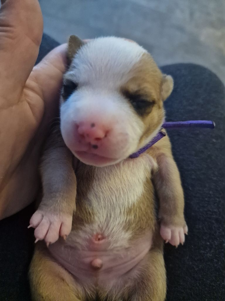 du Caïre del Mel - Chiots disponibles - Staffordshire Bull Terrier