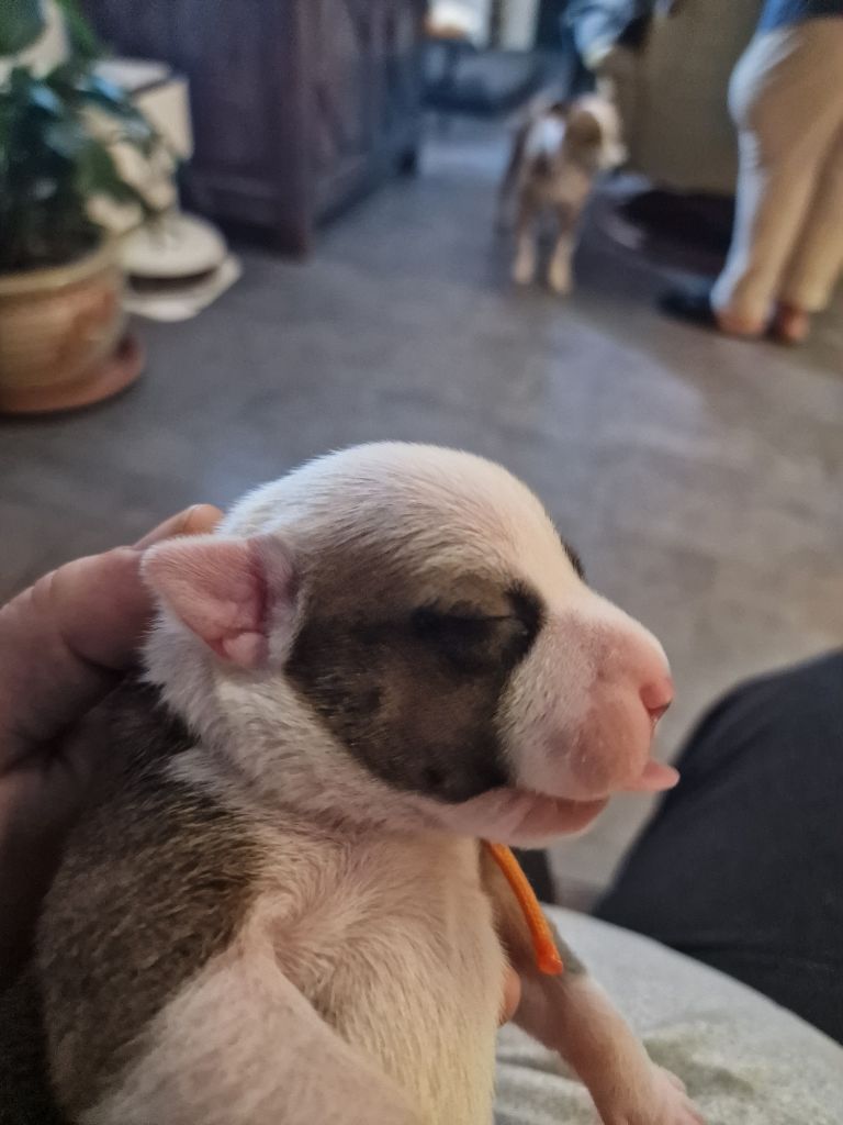 du Caïre del Mel - Chiots disponibles - Staffordshire Bull Terrier