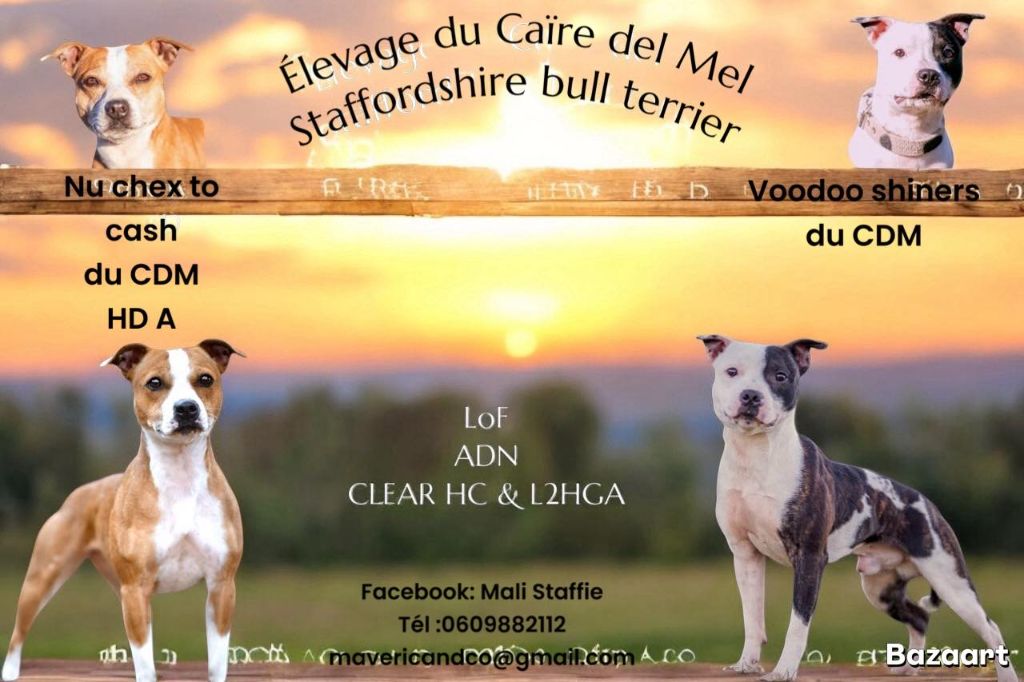 Chiot Staffordshire Bull Terrier du Caïre del Mel