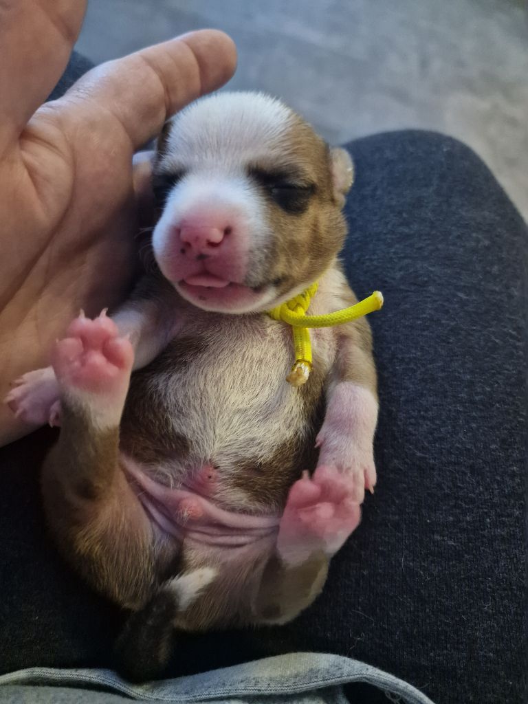 du Caïre del Mel - Chiots disponibles - Staffordshire Bull Terrier